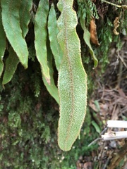 Elaphoglossum paleaceum
