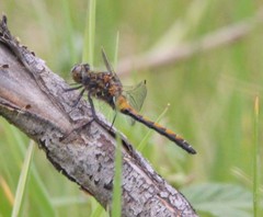 Leucorrhinia borealis