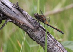 Leucorrhinia borealis