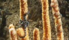 Ophiothela mirabilis