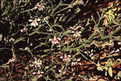 Scaevola depauperata