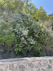Deutzia grandiflora