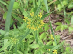 Erysimum hieraciifolium