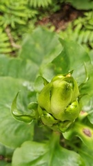 Cardiocrinum giganteum