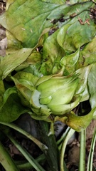 Cardiocrinum giganteum