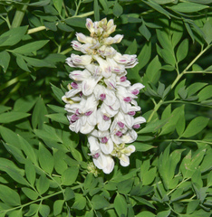 Corydalis caseana brachycarpa