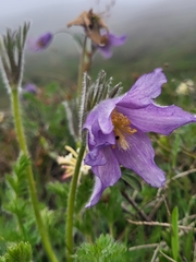 Pulsatilla violacea