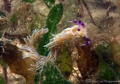 Pteraeolidia ianthina