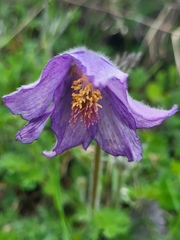 Pulsatilla violacea