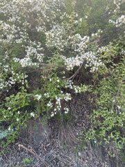 Deutzia grandiflora