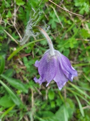 Pulsatilla violacea