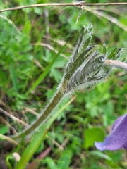 Pulsatilla violacea