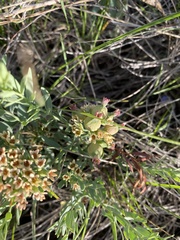 Comandra umbellata pallida