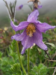 Pulsatilla violacea