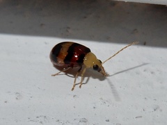 Monolepta orientalis