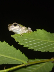 Hyla avivoca