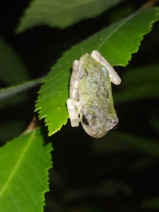 Hyla avivoca