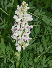Corydalis caseana brachycarpa