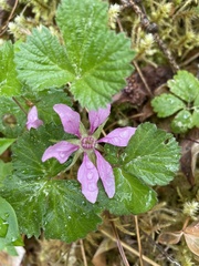 Rubus arcticus