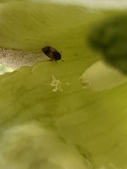 Caplothorax melanopterus