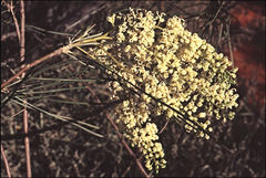 Grevillea stenobotrya