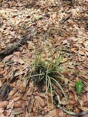 Tillandsia × floridana