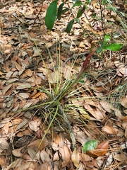 Tillandsia × floridana