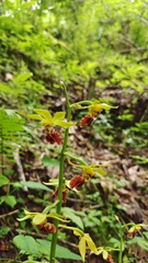 Calanthe tricarinata