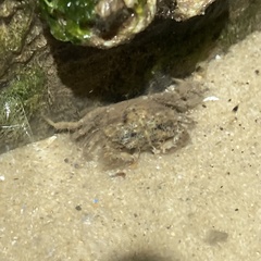 Rhithropanopeus harrisii