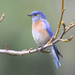 Western Bluebird - Photo (c) Jamie Chavez, some rights reserved (CC BY-NC)