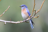 Western Bluebird - Photo (c) Jamie Chavez, some rights reserved (CC BY-NC)