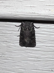 Lacinipolia renigera