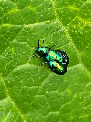 liskavka reďkovková (Gastrophysa viridula)