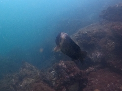 Microspathodon bairdii