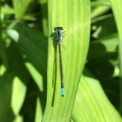 Enallagma geminatum