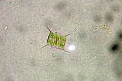Scenedesmus