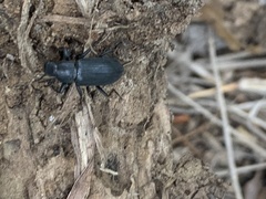 Xylopinus saperdoides
