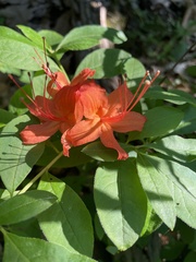 Rhododendron cumberlandense