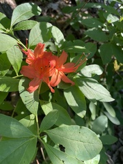 Rhododendron cumberlandense