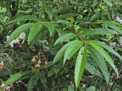 Rhododendron decorum
