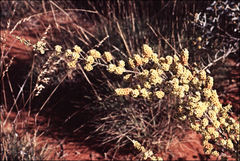 Micromyrtus flaviflora