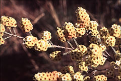 Micromyrtus flaviflora