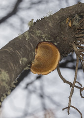 Polyporus gayanus