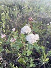 Spiraea stevenii