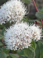Spiraea stevenii