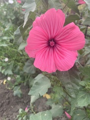 Malva trimestris