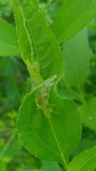 Calycomyza platyptera