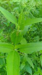 Calycomyza platyptera