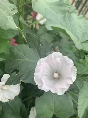 Malva trimestris
