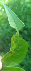 Calycomyza platyptera